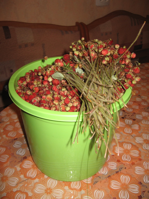 Земляника, которую мы собрали