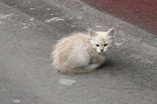 23.09.2012 — Барахолка в пользу бездомных животных Рязани